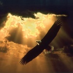 soaring_eagle_150K